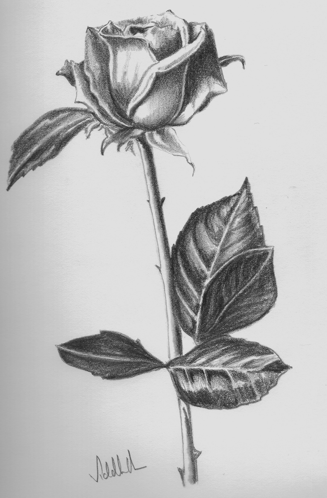 Flower Pencil Sketch  Light And Shade