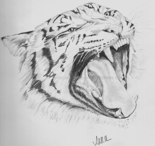 animal pencil sketch | Light and Shade