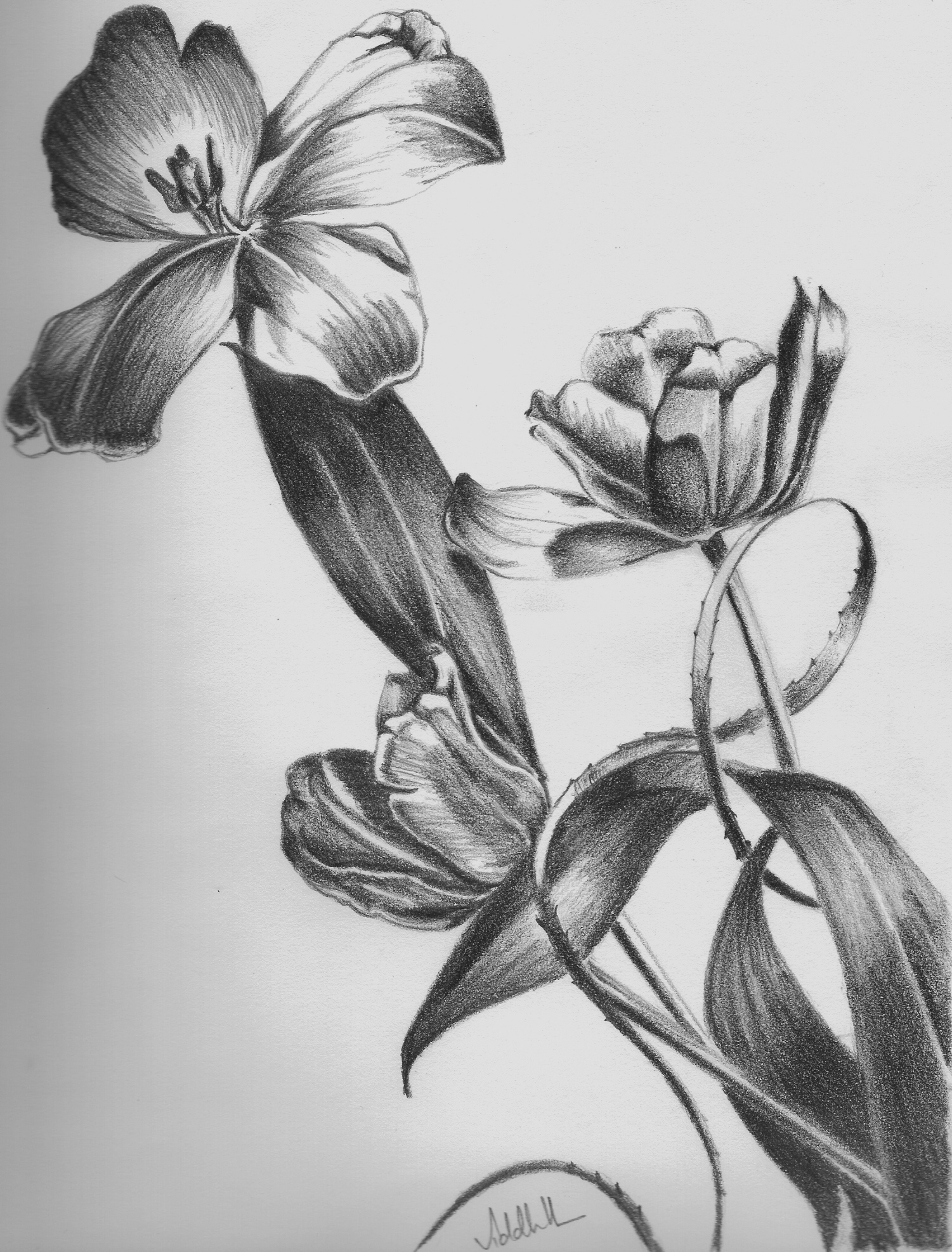 Flower pencil sketch Light and Shade